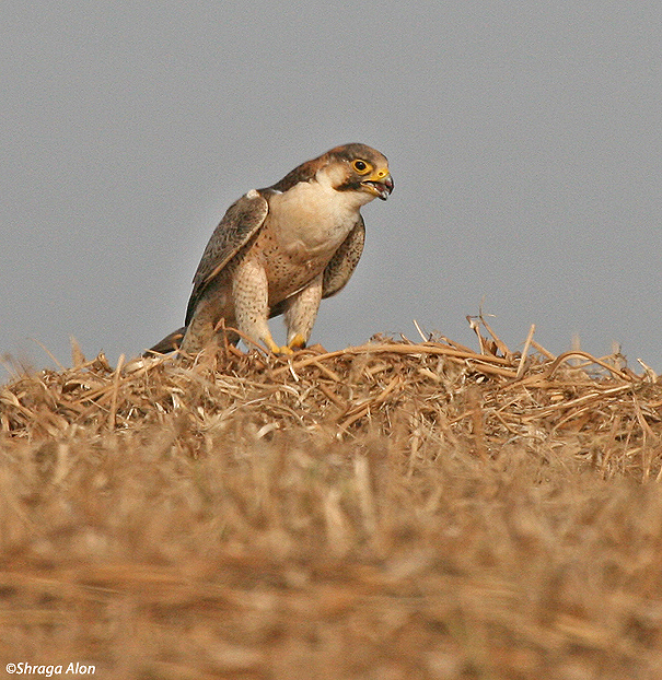 בז מדברי  Barbary Falcon Falco pelegrinoides                                    גלאון,שפלת יהודה,מאי 2007